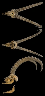 Capra Gallery: Capra ibex, alpine ibex skull