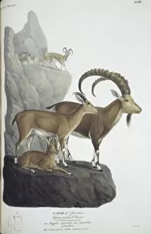 Capra Collection: Capra nubiana, nubian ibex