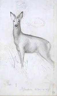 Cervidae Prints: Capreolus capreolus, western roe deer
