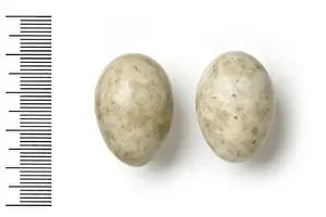 Eggshell Prints: Caprimulgus aegyptius, egyptian nightjar