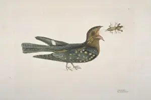 Caprimulgus carolinensis, chuck-wills widow
