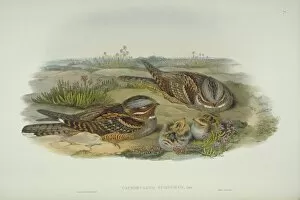 Gould Collection: Caprimulgus europaeus, European nightjar