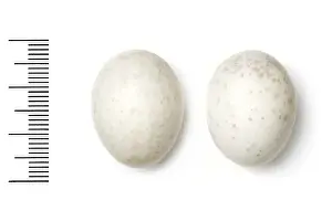 Eggshell Prints: Caprimulgus inornatus, plain nightjar