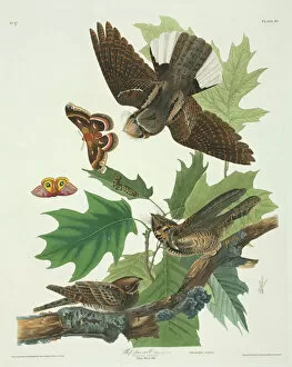 Caterpillar Collection: Caprimulgus vociferus, whip-poor-will