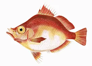 Capros aper, or Boarfish