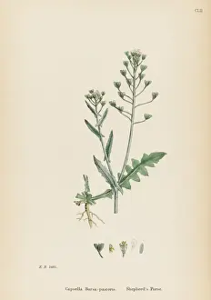 Purse Prints: CAPSELLA BURSA-PASTORIS