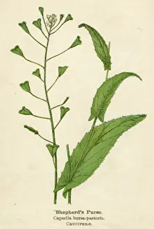 CAPSELLA BURSA-PASTORIS