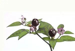 Closeup Prints: Capsicum annuum Filius blue