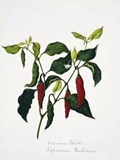 Margaret Bushby Lascelles Collection: Capsicum frutesceus, common chilli
