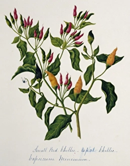 Chili Collection: Capsicum minimum, chillies