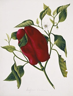 Chili Collection: Capsicum sp. caffree chilli