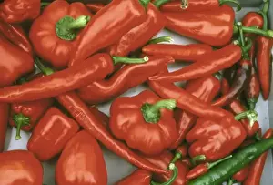 Capsicum sp. pepper