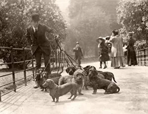 Kensington Collection: Captain Berrys dachshunds in the park