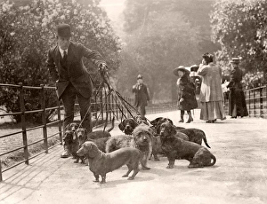 Leads Collection: Captain Berrys dachshunds in the park