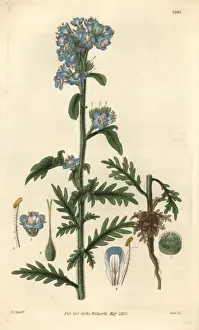 Captain Franklins eutoca or Franklins scorpionweed