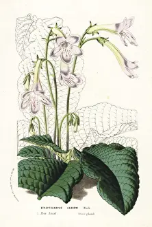 Captain Gardens streptocarpus, Streptocarpus gardenii