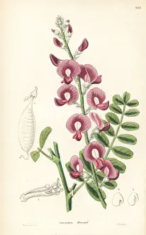 Darling Prints: Captain Greys swainsonia or darling pea, Swainsona greyana