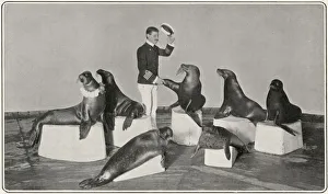 Images Dated 24th October 2019: Captain Woodward & his seals at the London Hippodrome