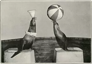Balancing Collection: Captain Woodwards seals at the London Hippodrome