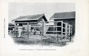 Jardin Prints: Captive Elephant at the Botanical Gardens, Saigon, Vietnam