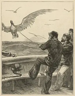 They Capture a huge Albatross