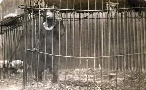 The Captured Black Bear