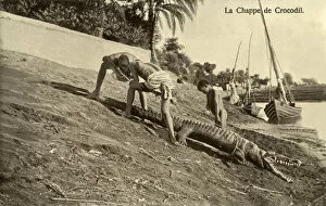 Captured Crocodile on the Banks of the River Nile, Egypt