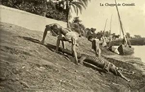 Roped Prints: Captured Crocodile on the Banks of the River Nile, Egypt