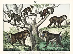 Tierreichs Prints: Capuchin, mandrill and other apes