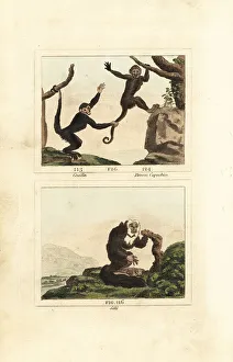 James Smith Barr Prints: Capuchin monkeys and equatorial saki