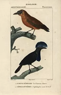 Dictionary Gallery: Capuchinbird, Perissocephalus tricolor