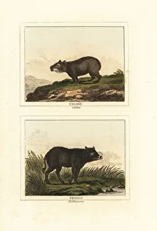 Boar Prints: Capybara and babirusa