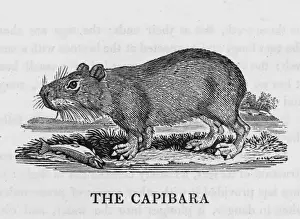 Capybara (Bewick)