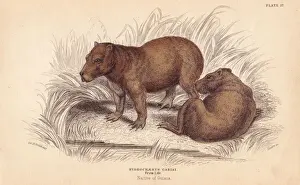Capybara, Hydrochoerus hydrochaeris