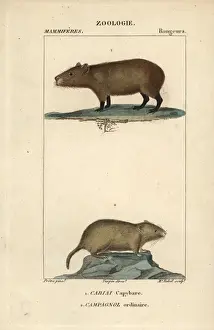 Capybara, Hydrochoerus hydrochaeris, and common