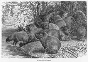 CAPYBARAS