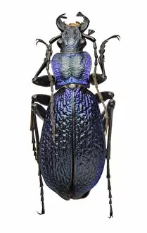 Beetles Collection: Carabus intricatus, blue ground beetle