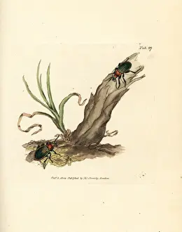 Carabus nitens beetle