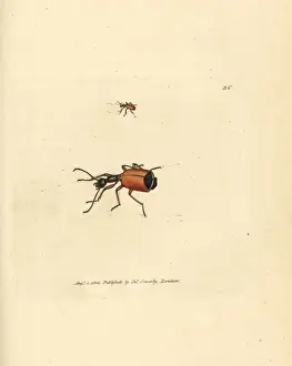 Carabus Prints: Carabus rotundicollis beetle