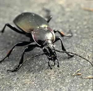 Carabus violaceus, violet ground beetle