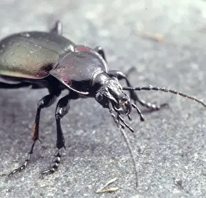 Macquitty Prints: Carabus violaceus, violet ground beetle
