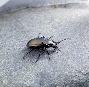 Carabus violaceus, violet ground beetle