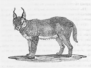 Felis Prints: Caracal (Bewick)