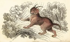 Predator Prints: Caracal, Caracal caracal