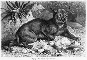 Bats Prints: Caracal (Lydekker)