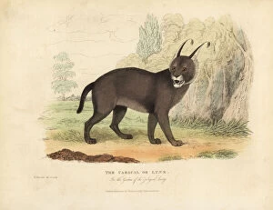 The Caracal or Lynx