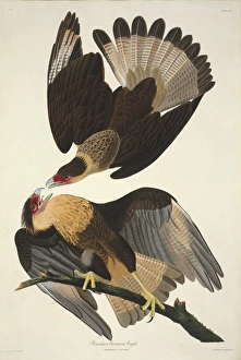 Caracara cheriway, crested caracara Caracara cheriway, crested caracara
