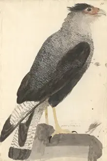 Bald Prints: Caracara plancus, southern caracara