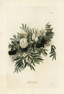 Loddiges Prints: Caragana jubata