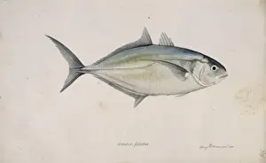 Perciform Prints: Carangoides crysos, blue runner